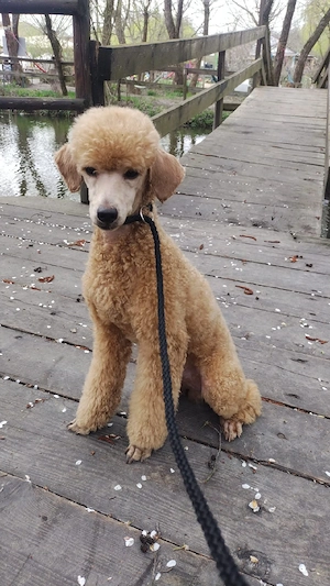 Băiat poodle-caniche roșu 
