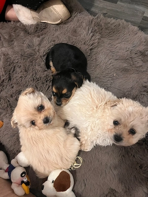 Vând bichon de 2 luni fetița cuminte