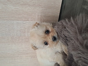 Vând bichon de 2 luni fetița cuminte - imagine 6