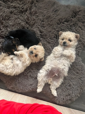 Vând 2 bichonii pui împreună 