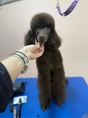 Baiat poodle miniatura maro
