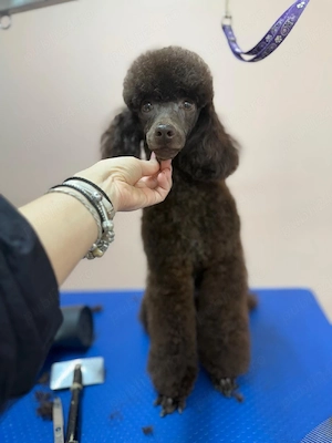Baiat poodle miniatura maro