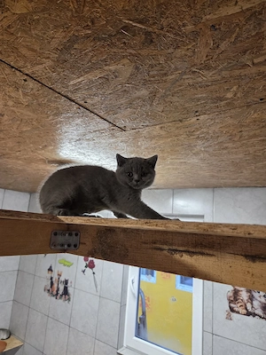 British shorthair blue - imagine 2