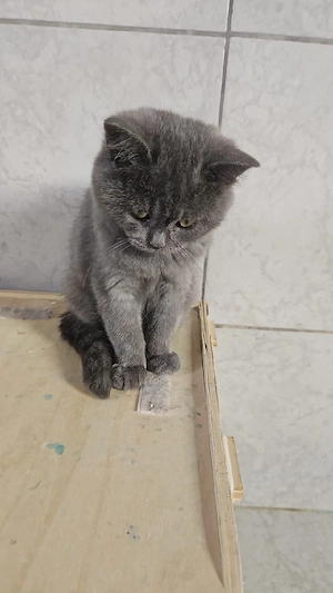 British shorthair  - imagine 2
