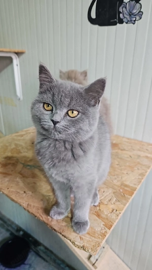 British shorthair  