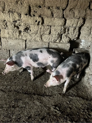 porci 50-60kg  - imagine 2