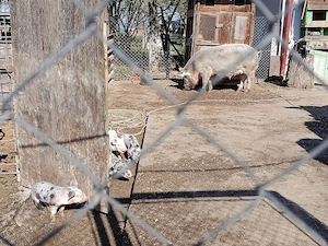 De vânzare scroafă cu 5 purcei 3 săptămâni purceii - imagine 4