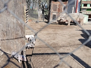 De vânzare scroafă cu 5 purcei 3 săptămâni purceii - imagine 3