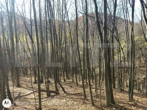 Teren extravilan de vanzare, 3.5 ha padure + pasune in Comuna Borod