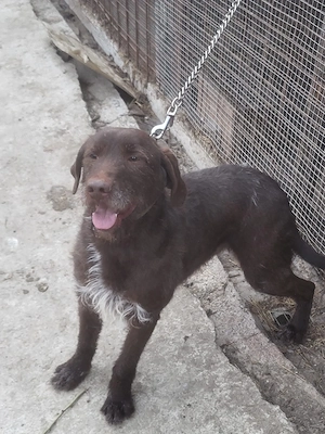 Câine căutător de trufe - imagine 5