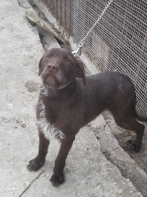 Câine căutător de trufe - imagine 3