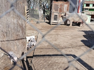 De vânzare scroafă cu 5 purcei 3 săptămâni purceii - imagine 6