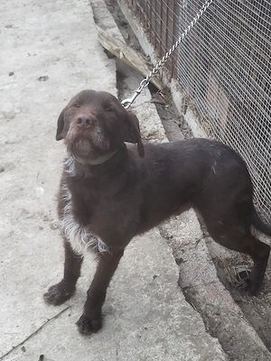 Câine căutător de trufe