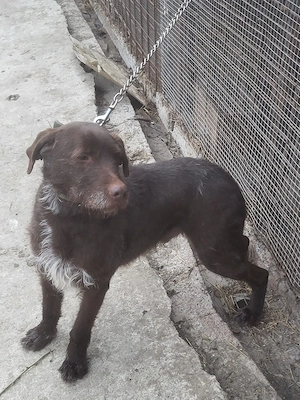 Câine căutător de trufe - imagine 2