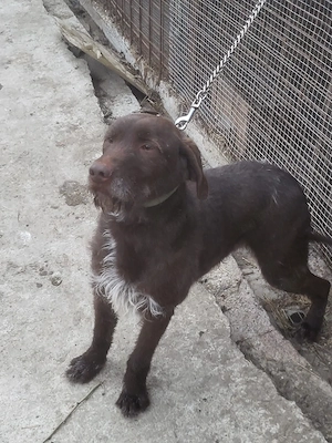 Câine căutător de trufe - imagine 4