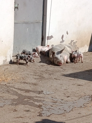 De vânzare scroafă cu 5 purcei 