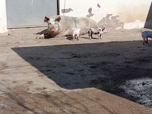 De vânzare scroafă cu 5 purcei 3 săptămâni purceii - imagine 5