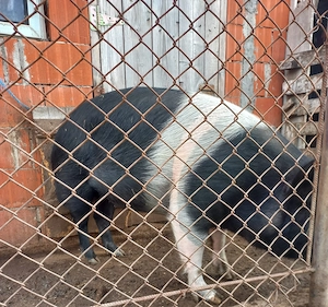 Vand porc bazna 100-150kg