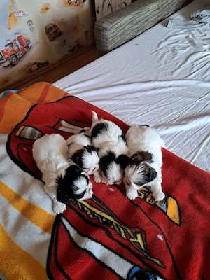 vand shitzu - imagine 2