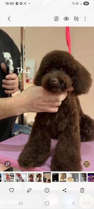 Fetiță mini toy poodle de culoare maro