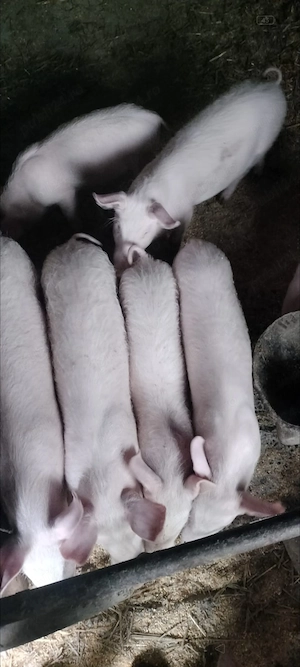 Vând 7 purceii de trei luni