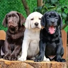 Labrador Rasa pura cu Factura,Garantie,Microcip,Carnet,Vaccin+Livrare GRATUITA la Timisoara - imagine 2