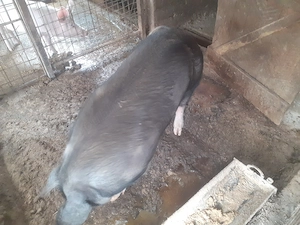 Purcea de vânzare cu greutate 220-230 kg - imagine 4
