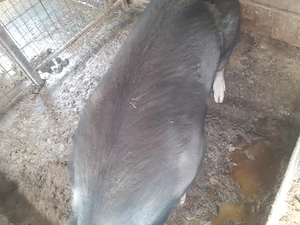 Purcea de vânzare cu greutate 220-230 kg