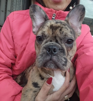 Bulldog francez femelă- sănătoasă și foarte frumoasă  - imagine 3