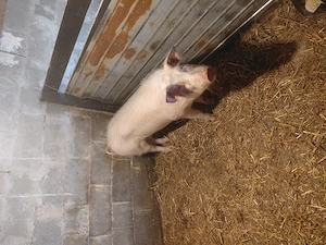 Vând 2 scroafe  din rasa landras cu mare alb  și un vier  din rasa pietrean  - imagine 2