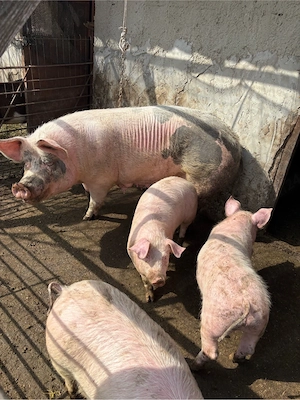 purcea pentru sacrificat sau pentru monta  - imagine 4