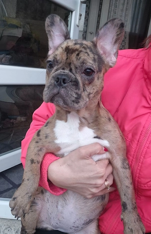 Bulldog francez femelă- sănătoasă și foarte frumoasă 