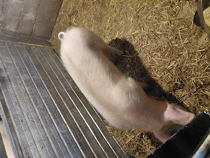 Vând 2 scroafe  din rasa landras cu mare alb  și un vier  din rasa pietrean  - imagine 3