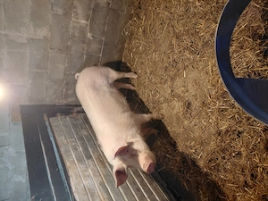 Vând 2 scroafe  din rasa landras cu mare alb  și un vier  din rasa pietrean 