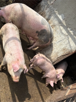 purcea pentru sacrificat sau pentru monta  - imagine 2