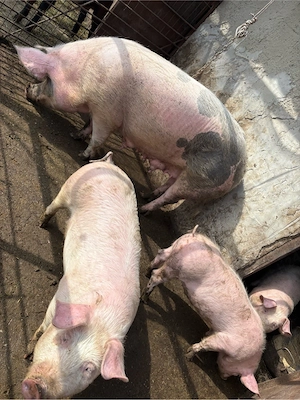 purcea pentru sacrificat sau pentru monta  - imagine 3