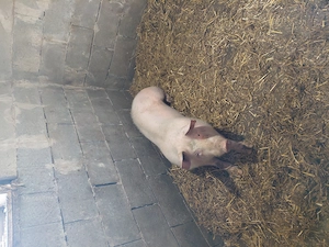 Vând 2 scroafe  din rasa landras cu mare alb  și un vier  din rasa pietrean  - imagine 4