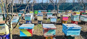 Vând familii de albine - imagine 3