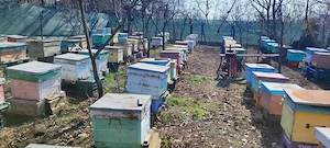 Vând familii de albine - imagine 4