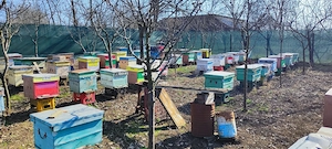 Vând familii de albine - imagine 2