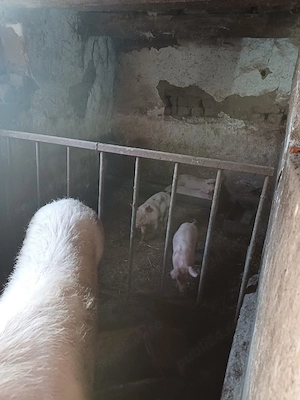 vand purcei - imagine 2