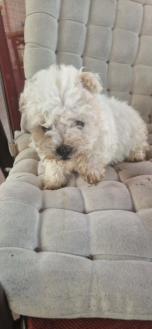 De vânzare  - imagine 2