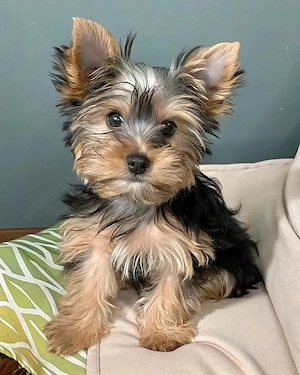 Vinzare fetiță de Yorkshire teryer mini toy