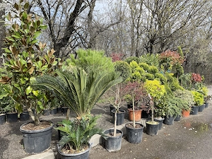 Plante ornamentale pentru grădină 