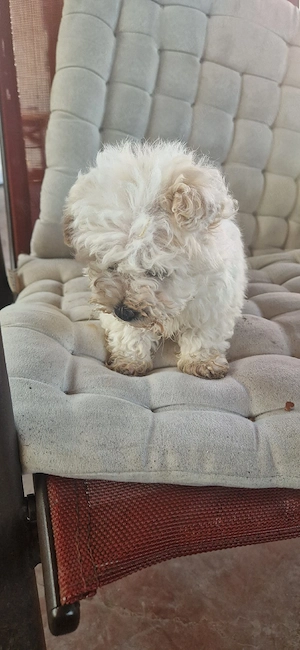 De vânzare  - imagine 4