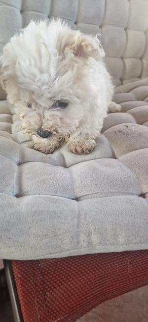 De vânzare  - imagine 3