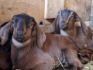 Vand iezi metis anglo-nubian