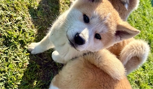 Akita Inu Japonez 