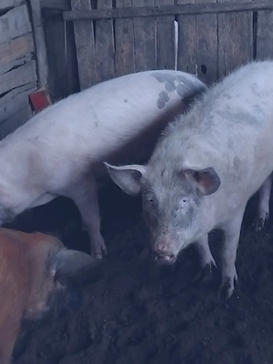 Disponibili castrati , sau vier !