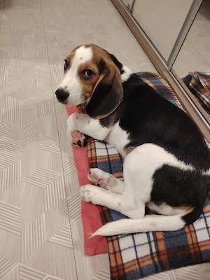 Donez Beagle - imagine 5